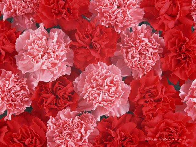 Carnation_flower_photo_Vol_091_DT039a.jpg