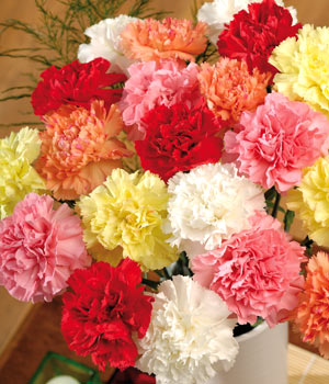 carnations.jpg